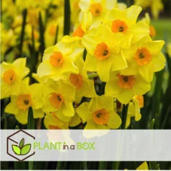 Narcissus Golden Dawn X80 - Narcisbollen - Meerjarige Winterharde Bloembollen -Exporteren Tuin Verge Winkel 03ea96ec502d4012a648c23da91d3e6b