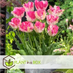 Tulipa Cabanna - X10 - Tulpenbollen - Roze / Wit -Exporteren Tuin Verge Winkel 06a989a4bb42425ca977a47c84997dfa