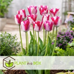 Tulipa Mata Hari - Bloembollen X15 - Tulp - Roze, Wit -Exporteren Tuin Verge Winkel 06c3fd2e88f24869bd2151282f4b5151