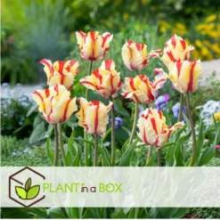Tulipa Flaming Parrot - Bloembollen X20 - Tulp - Parkiettulp -Exporteren Tuin Verge Winkel 078db692c4cb4293b057945aa328f923
