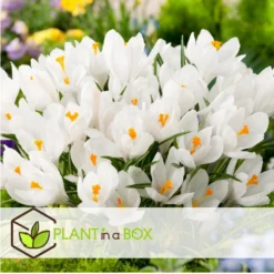 Crocus White - Bloembollen X30 - Krokus - Wit - Vroege Bloeier -Exporteren Tuin Verge Winkel 083208bf620a454aa8685a6976783a7c