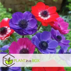 Anemone De Caen Mix X100 - Bloembollen Winterhard - Tuin, Pot Of Balkon -Exporteren Tuin Verge Winkel 0a83fd2fd5b24812a6b56c06a8b139ff