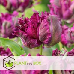 Tulipa Parrot Negrita - Bloembollen X15 - Tulp - Donkerpaars -Exporteren Tuin Verge Winkel 0dfbf60a11444e0bab12768831887307 1