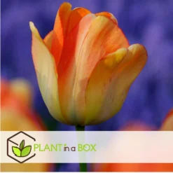 Tulipa Daydream - Bloem Bollen X20 - Tulp - Oranje -Exporteren Tuin Verge Winkel 0ebbf912242a43bca61592d32c8cb72a