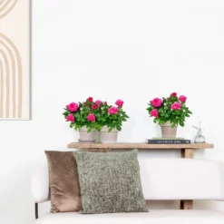 3x Potroos Roze - Rosa – Terras- & Kamerplant – ⌀12cm – ↕20-30cm -Exporteren Tuin Verge Winkel 1000001790 0103