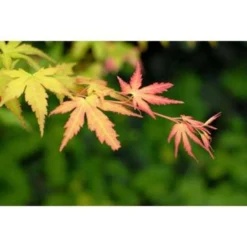 4x Acer 'Orange Dream' - Japanse Esdoorn - ⌀10,5 Cm - ↕25-30 Cm -Exporteren Tuin Verge Winkel 1000001791 0103