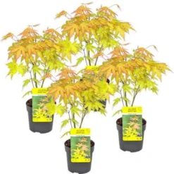 4x Acer 'Orange Dream' - Japanse Esdoorn - ⌀10,5 Cm - ↕25-30 Cm