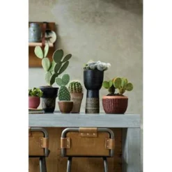 Opuntia 'Rubescens' - Road Kill Cactus - Pot 12 Cm - ↕30 Cm -Exporteren Tuin Verge Winkel 1000001797 0102