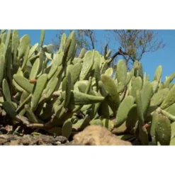 Opuntia 'Rubescens' - Road Kill Cactus 2x - Pot 12 Cm - ↕30 Cm -Exporteren Tuin Verge Winkel 1000001798 0102