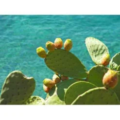 Opuntia 'Rubescens' - Road Kill Cactus 2x - Pot 12 Cm - ↕30 Cm -Exporteren Tuin Verge Winkel 1000001798 0103