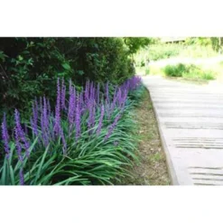 2x Liriope Muscari 'Moneymaker' - Leliegras - ⌀17 Cm - ↕20-25 Cm -Exporteren Tuin Verge Winkel 1000001811 0102