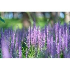 2x Liriope Muscari 'Moneymaker' - Leliegras - ⌀17 Cm - ↕20-25 Cm -Exporteren Tuin Verge Winkel 1000001811 0104