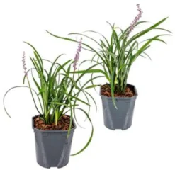 2x Liriope Muscari 'Moneymaker' - Leliegras - ⌀17 Cm - ↕20-25 Cm