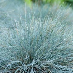 3x Festuca Glauca 'Eisvogel' - Blauw Zwenkgras - ⌀10.5 Cm - ↕15-20 Cm -Exporteren Tuin Verge Winkel 1000001812 0103