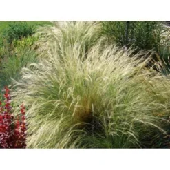 4x Stipa Tenuifolia 'Ponytails' - Vedergras - ⌀13 Cm - ↕20-25 Cm -Exporteren Tuin Verge Winkel 1000001813 0102