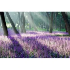 4x Liriope Muscari Moneymaker P17H25 -Exporteren Tuin Verge Winkel 1000001821 0104