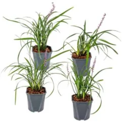 4x Liriope Muscari Moneymaker P17H25