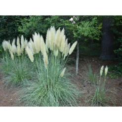 4x Cortaderia Mini Pampas P17H25 -Exporteren Tuin Verge Winkel 1000001822 0102
