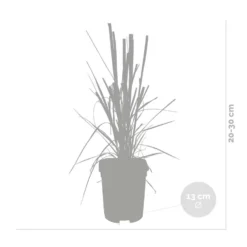 2x Cortaderia ‘Pumila’ - Pampasgras - ⌀13 Cm - ↕20-30 Cm -Exporteren Tuin Verge Winkel 1000001823 0102