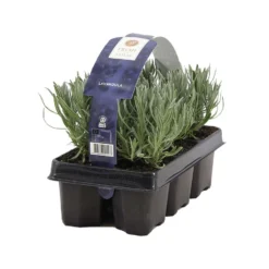 6-pack - Lavandula Angustifolia - Lavendel - ↕15-20 Cm