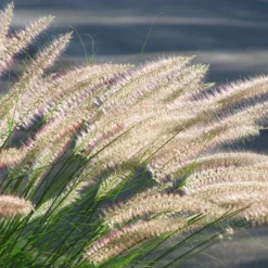 4x Pennisetum 'Hameln' - Lampepoetsersgras - ⌀13 Cm - ↕15-20 Cm -Exporteren Tuin Verge Winkel 1000001826 0103