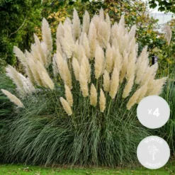 4x Cortaderia ‘Pumila’ - Pampasgras - ⌀13 Cm - ↕20-30 Cm