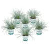 6x Festuca Glauca 'Eisvogel' - Blauw Zwenkgras - ⌀10.5 Cm - ↕15-20 Cm