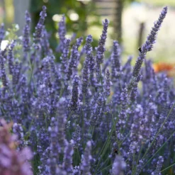 2x 6-pack - Lavandula Angustifolia - Lavendel - ↕15-20 Cm -Exporteren Tuin Verge Winkel 1000001836 0103