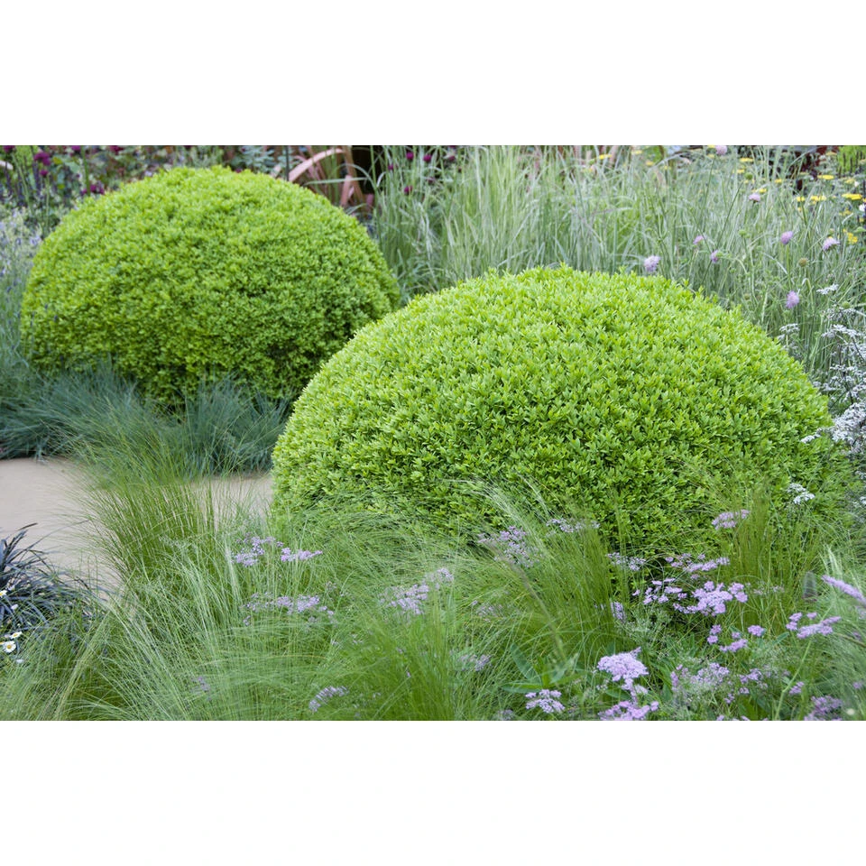 12xBuxus Sempervirens -Haagbuxus -Winterhard-Pot 9 Cm-Hoogte 15-20 Cm 2 12xBuxus Sempervirens -Haagbuxus -Winterhard-Pot 9 Cm-Hoogte 15-20 Cm - Afbeelding 2