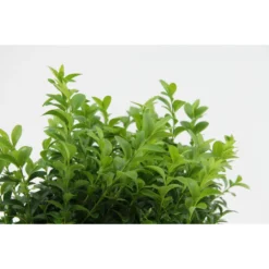 12xBuxus Sempervirens -Haagbuxus -Winterhard-Pot 9 Cm-Hoogte 15-20 Cm 6 12xBuxus Sempervirens -Haagbuxus -Winterhard-Pot 9 Cm-Hoogte 15-20 Cm -Exporteren Tuin Verge Winkel 1000001839 0102