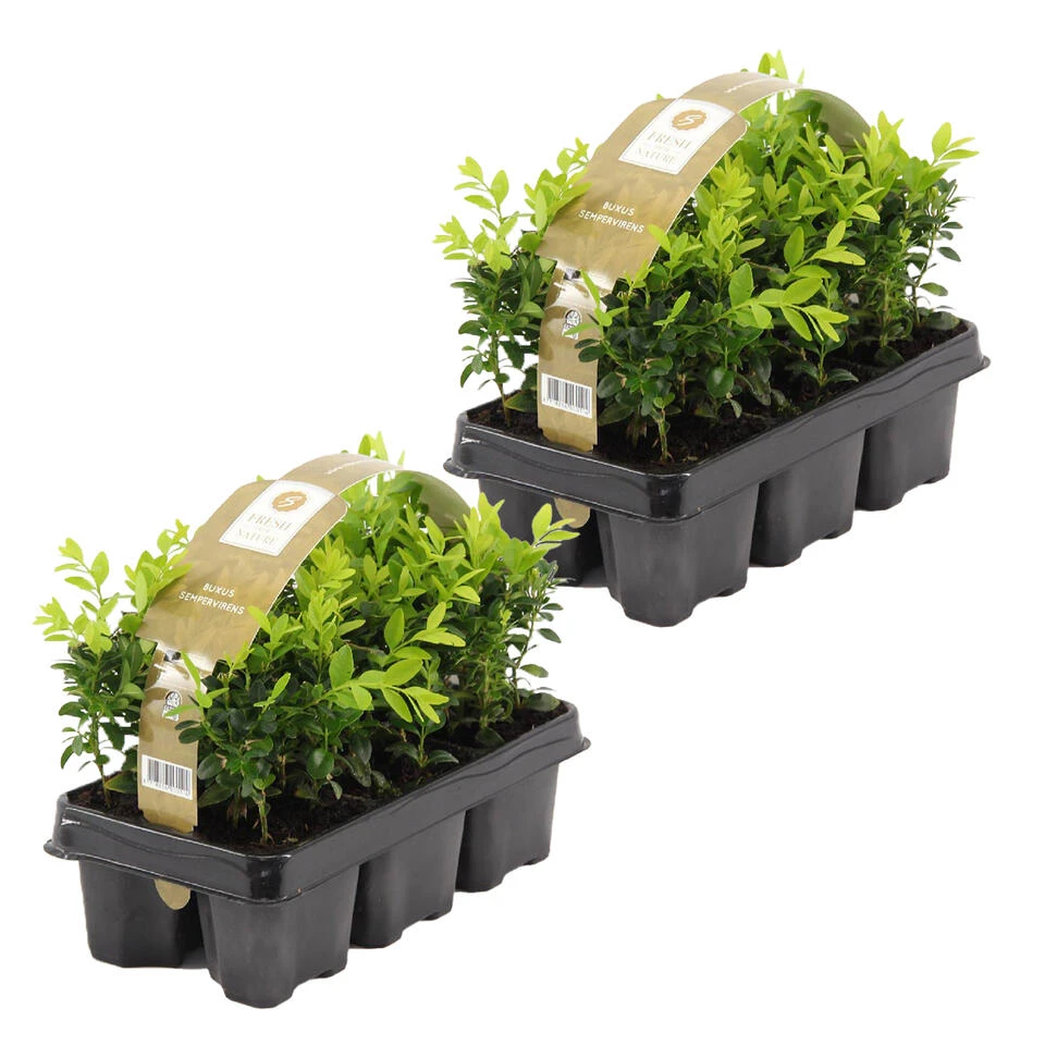12xBuxus Sempervirens -Haagbuxus -Winterhard-Pot 9 Cm-Hoogte 15-20 Cm 1 12xBuxus Sempervirens -Haagbuxus -Winterhard-Pot 9 Cm-Hoogte 15-20 Cm
