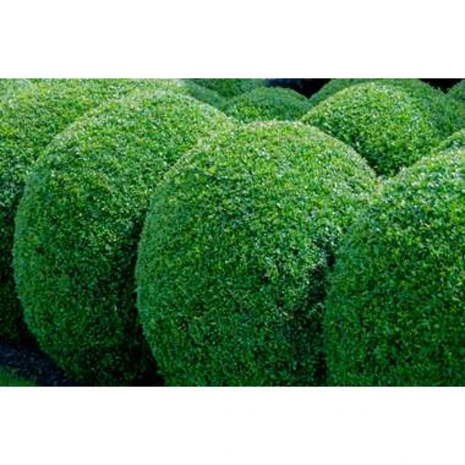 18xBuxus Sempervirens -Haagbuxus -Winterhard-Pot 9 Cm-Hoogte 15-20 Cm 4 18xBuxus Sempervirens -Haagbuxus -Winterhard-Pot 9 Cm-Hoogte 15-20 Cm - Afbeelding 4