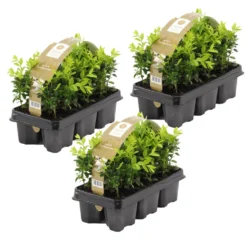 18xBuxus Sempervirens -Haagbuxus -Winterhard-Pot 9 Cm-Hoogte 15-20 Cm