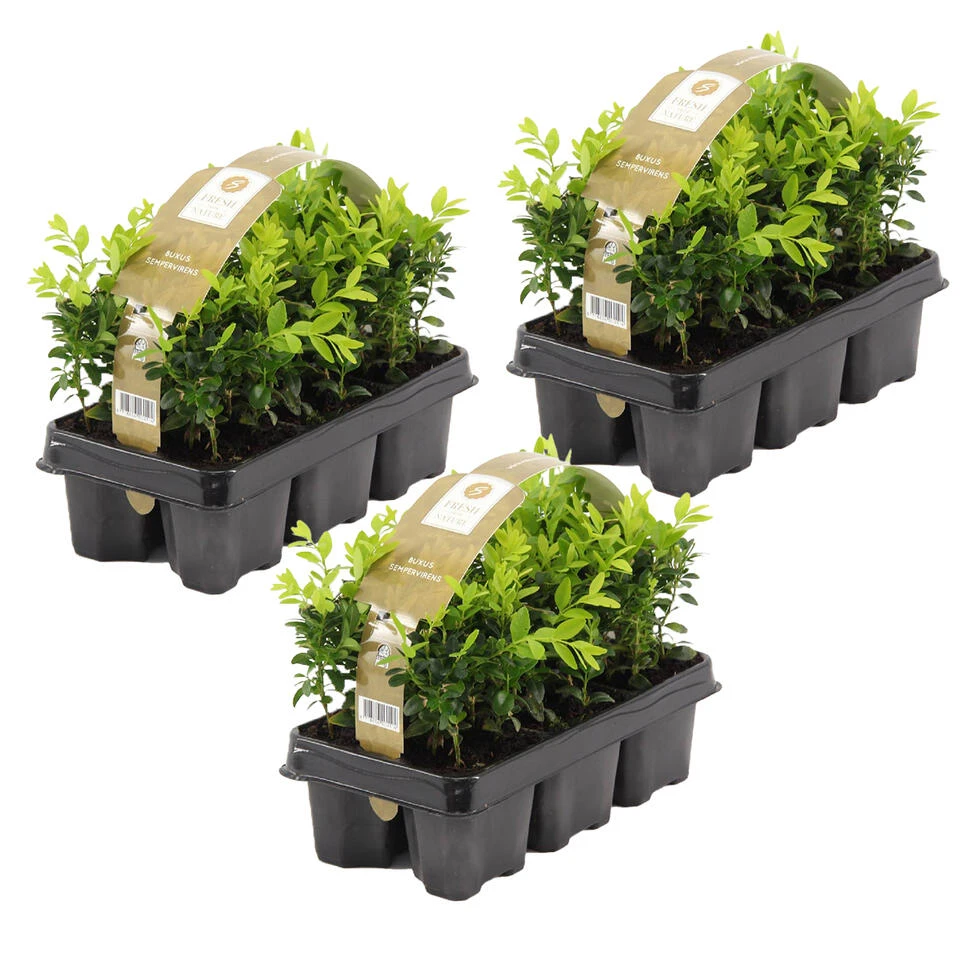 18xBuxus Sempervirens -Haagbuxus -Winterhard-Pot 9 Cm-Hoogte 15-20 Cm 1 18xBuxus Sempervirens -Haagbuxus -Winterhard-Pot 9 Cm-Hoogte 15-20 Cm