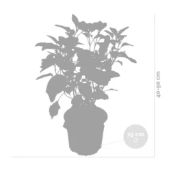 2x Hydrangea 'Strong Annabelle' - Hortensia - ⌀19 Cm - ↕40-50 Cm -Exporteren Tuin Verge Winkel 1000001841 0102