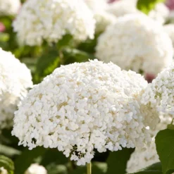 2x Hydrangea 'Strong Annabelle' - Hortensia - ⌀19 Cm - ↕40-50 Cm -Exporteren Tuin Verge Winkel 1000001841 0103