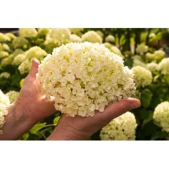Hydrangea 'Strong Annabelle' - Hortensia - ⌀19 Cm - ↕40-50 Cm -Exporteren Tuin Verge Winkel 1000001849 0103