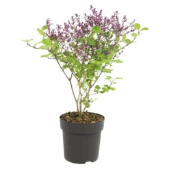 Syringa 'Bloomerang Dark Purple' - Sering - ⌀13 Cm - ↕15-20 Cm