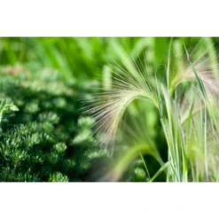 2x Stipa Tenuifolia 'Ponytails' - Vedergras - ⌀13 Cm - ↕20-25 Cm -Exporteren Tuin Verge Winkel 1000001858 0103