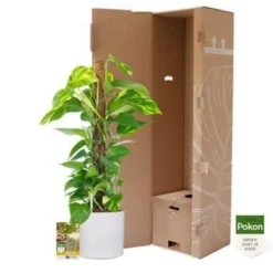 Pokon Scindapsus Incl. Watermeter En Voeding - In Mica Era Pot Wit -Exporteren Tuin Verge Winkel 1000002319 0103