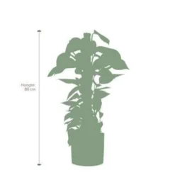 Pokon Scindapsus Incl. Watermeter En Voeding - In Mica Era Pot Groen -Exporteren Tuin Verge Winkel 1000002329 0102