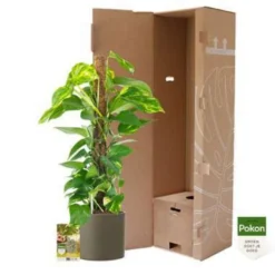 Pokon Scindapsus Incl. Watermeter En Voeding - In Mica Era Pot Groen -Exporteren Tuin Verge Winkel 1000002329 0103