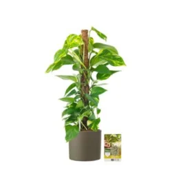 Pokon Scindapsus Incl. Watermeter En Voeding - In Mica Era Pot Groen