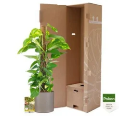 Pokon Scindapsus Incl.watermeter En Voeding -in Mica Era Donker Grijs -Exporteren Tuin Verge Winkel 1000002334 0103