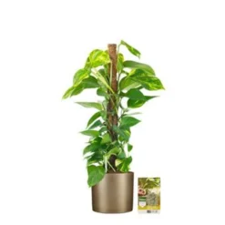 Pokon Scindapsus Incl. Watermeter En Voeding - In Mica Era Pot Goud