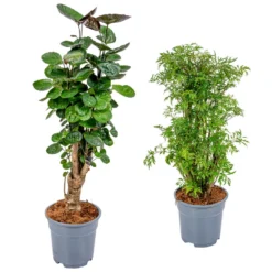 2x Polyscias Mix - Sterke Tropische Kamerplant ⌀17 Cm - ↕60 Cm
