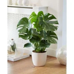 Monstera Deliciosa - Gatenplant - ⌀21 Cm - ↕70-80 Cm -Exporteren Tuin Verge Winkel 1000003207 0102