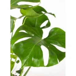 Monstera Deliciosa - Gatenplant - ⌀21 Cm - ↕70-80 Cm -Exporteren Tuin Verge Winkel 1000003207 0103