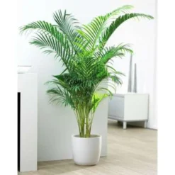 Dypsis Lutescens - Goudpalm - ⌀17 Cm - ↕60-70 Cm -Exporteren Tuin Verge Winkel 1000003210 0102