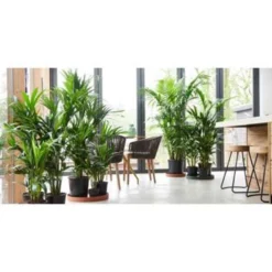 Dypsis Lutescens - Goudpalm - ⌀17 Cm - ↕60-70 Cm -Exporteren Tuin Verge Winkel 1000003210 0103